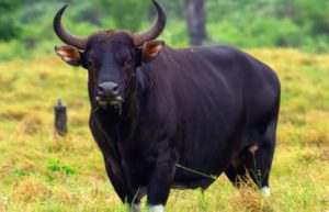 Banteng Liar
