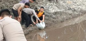Bibit Ikan