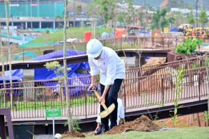 penanaman pohon Jokowi