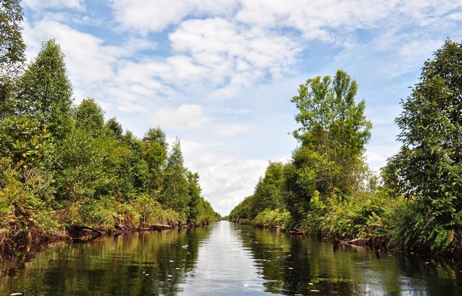 Taman Nasional Sebangau, Kalimantan Tengah