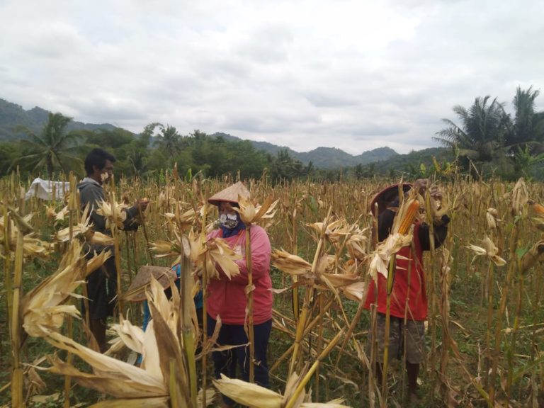 panen jagung