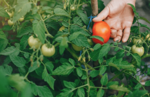 Ketahanan pangan panen tomat