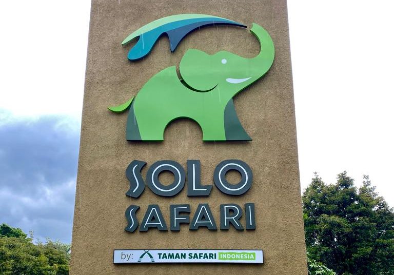 solo safari