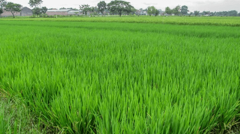 sawah padi